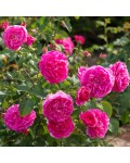 Rosa climber ‘Sweet Kiss’